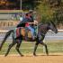 Hernando Saddle Club